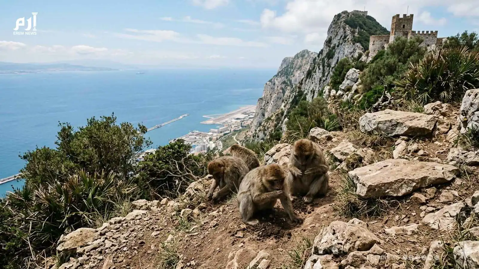 قرود تأكل التراب لتخفيف آثار "الوجبات السريعة" (فيديو إرم)