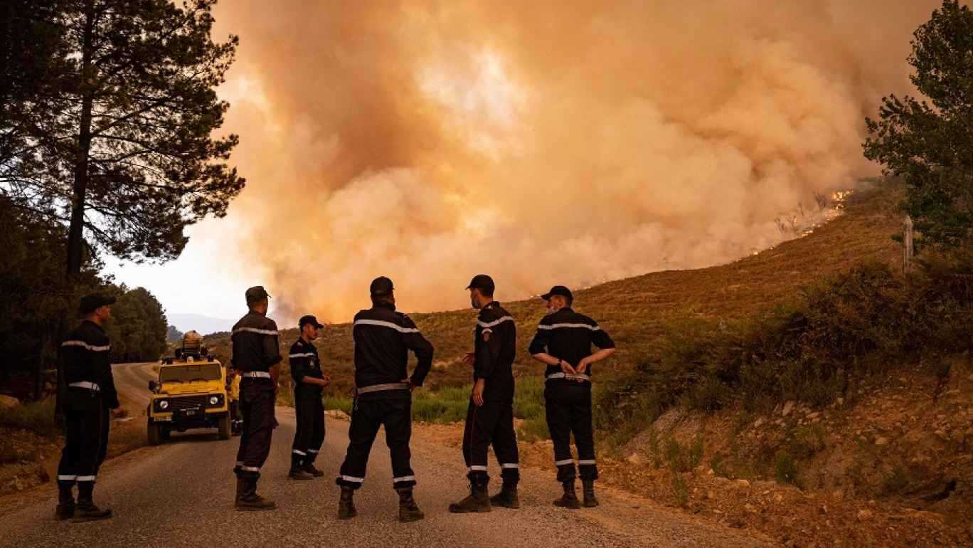 خسائر كارثية جراء حرائق الغابات في الجزائر