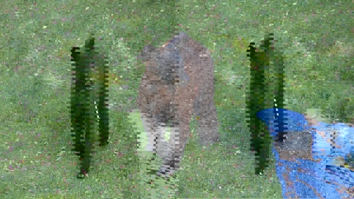 تجول لساعات بأحد الأحياء.. دب شارد يزرع الفوضى في مونتريال‎