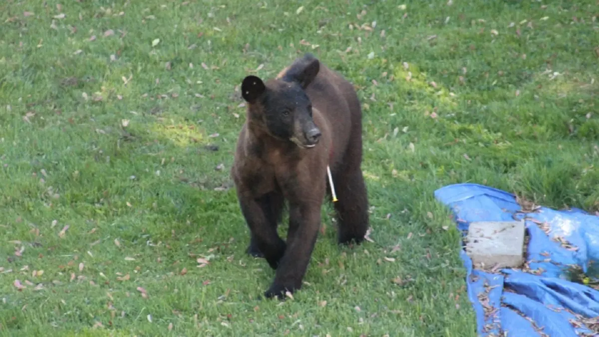 تجول لساعات بأحد الأحياء.. دب شارد يزرع الفوضى في مونتريال‎