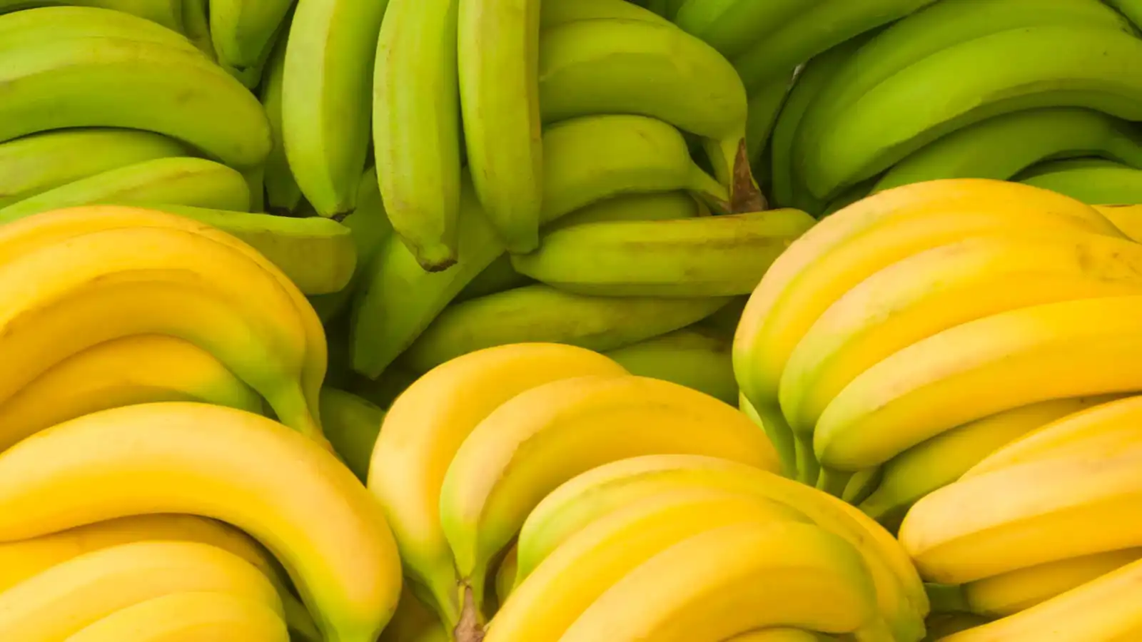 الموز الأخضر أم الأصفر.. أيهما يحسن التحكم في سكر الدم؟