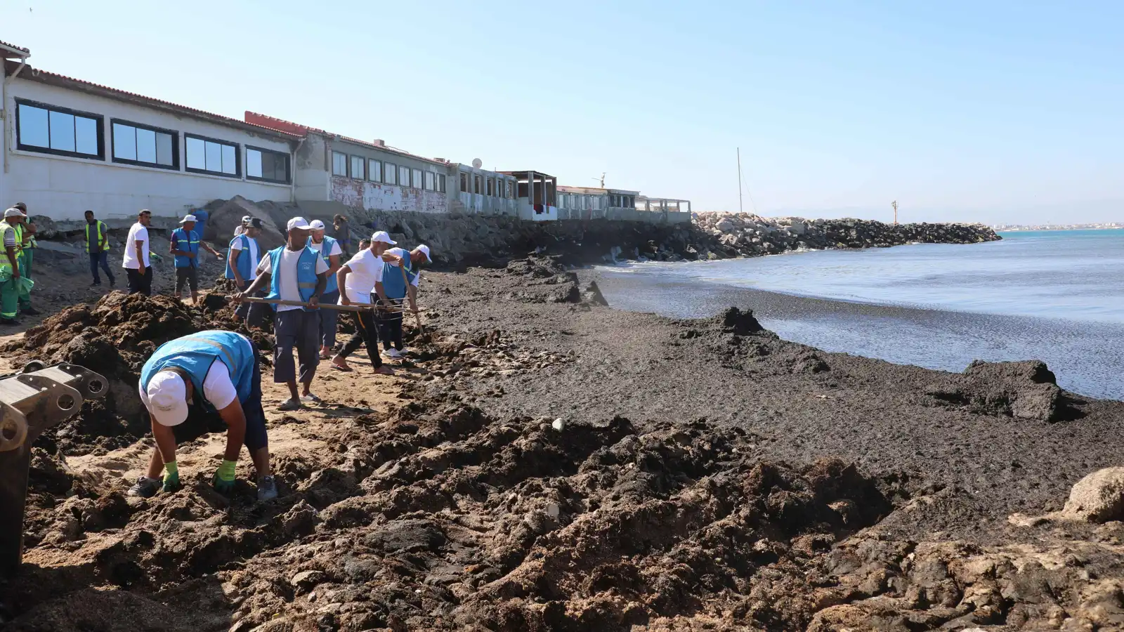 طحالب بحرية من المحيط الهادئ تغزو سواحل في الجزائر