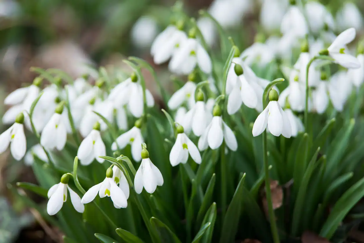 الوردة البيضاء الدنماركية