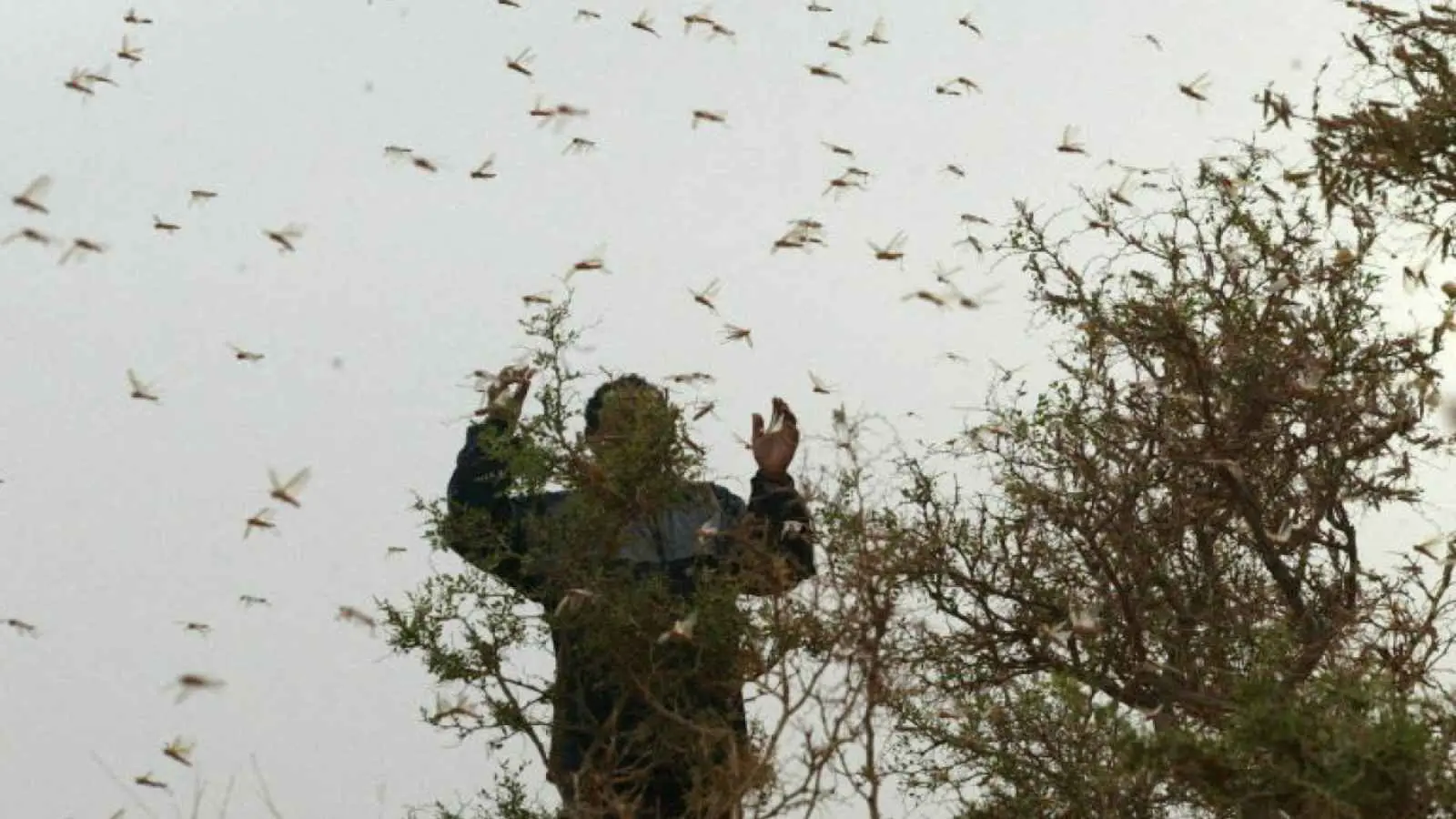 على عكس ما هو شائع.. ما سر تشوق هواة جزائريين لغزو الجراد؟