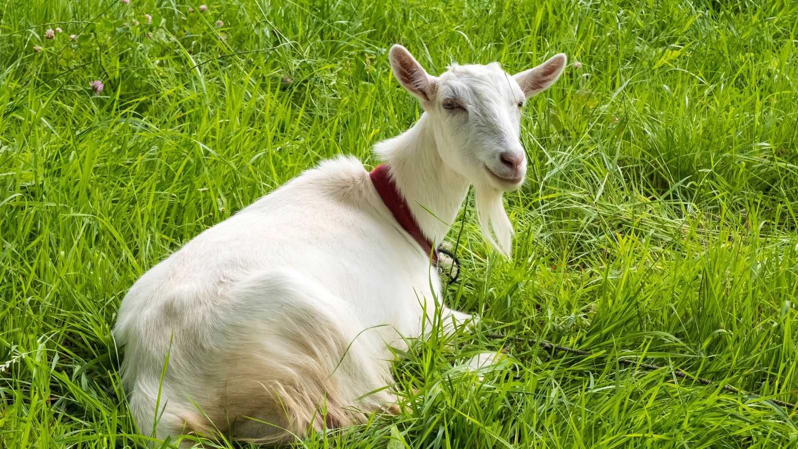 حادثة طريفة في تركيا.. ماعز يتجول داخل مسجد أثناء الصلاة (فيديو)