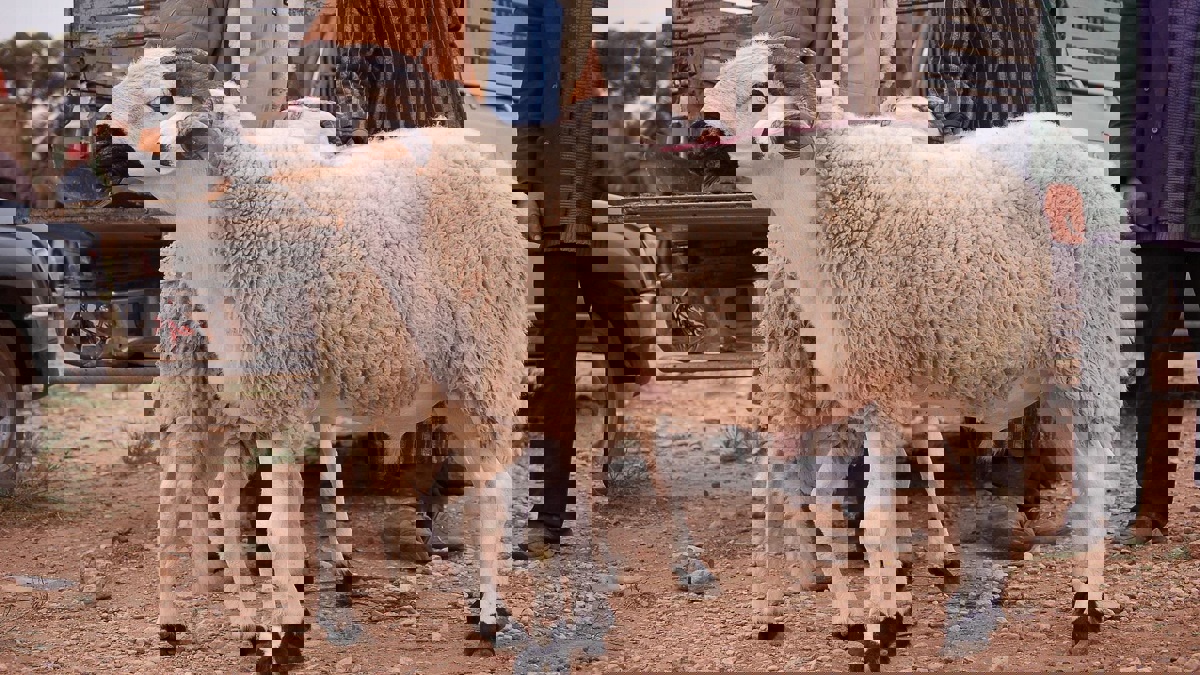 الكويت تغرم ماديًا كل من يذبح أضحيته بيده