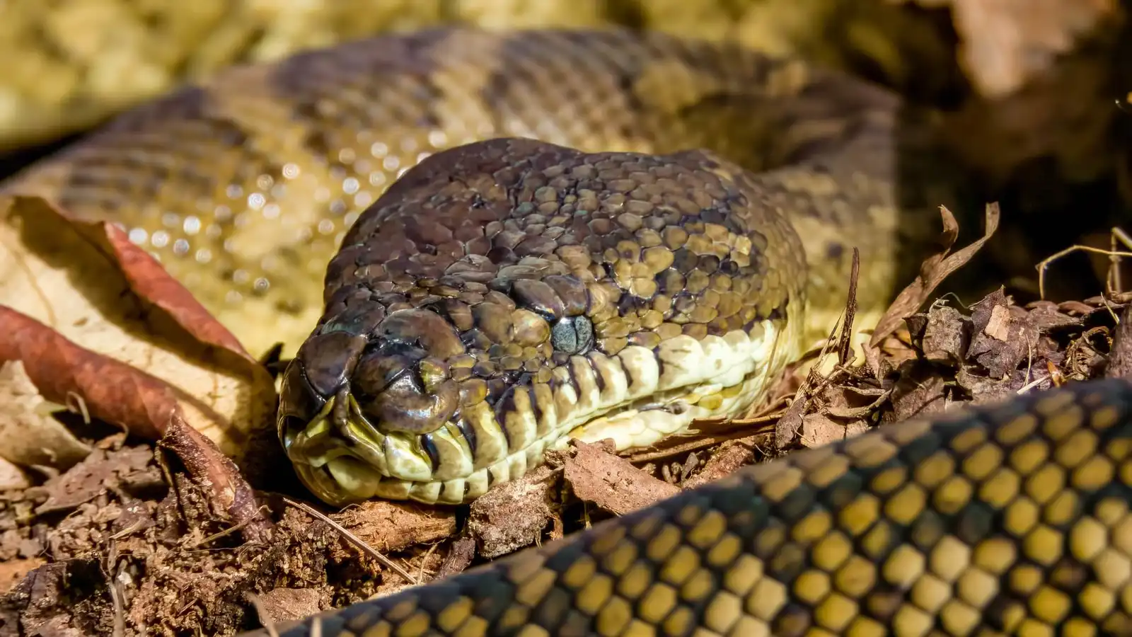 ثعبان ضخم في سريرها.. أسترالية تستيقظ على موقف مرعب (صور)