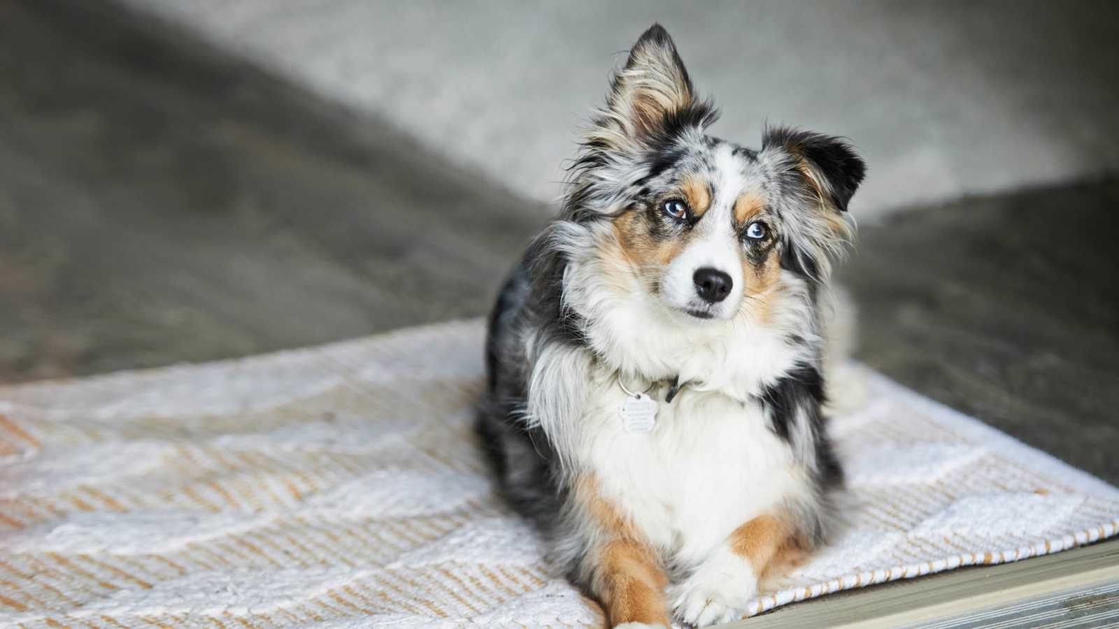 قضمت قفازًا للتزلج.. كلبة تتسبب بحريق منزلي "نادر" (فيديو)