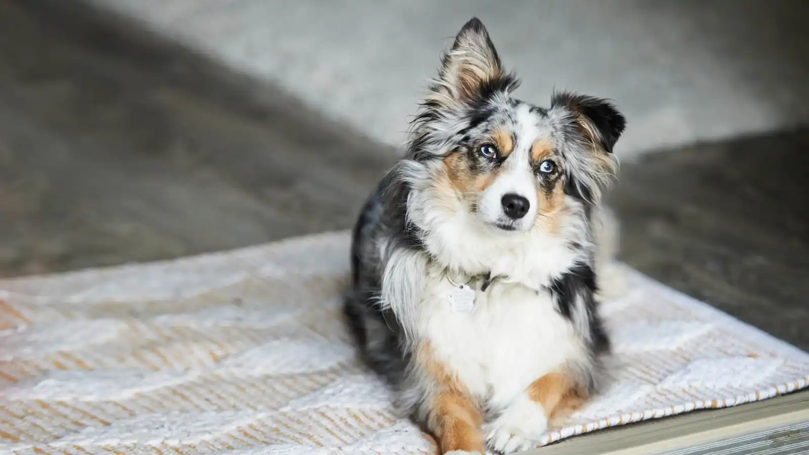 قضمت قفازًا للتزلج.. كلبة تتسبب بحريق منزلي "نادر" (فيديو)