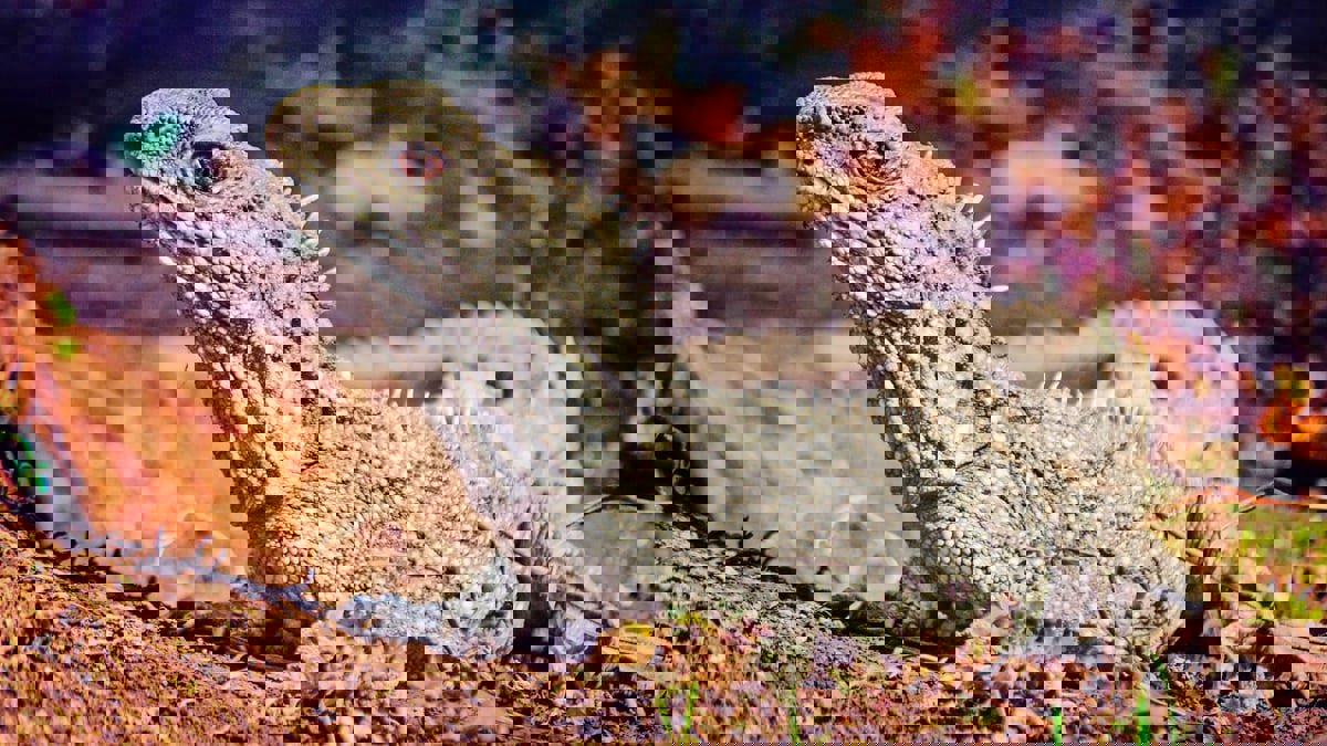 اكتشاف نوع زواحف منقرضة عاشت مع الديناصورات قبل 150 مليون سنة