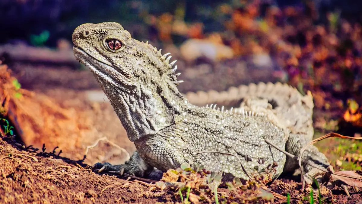 اكتشاف نوع زواحف منقرضة عاشت مع الديناصورات قبل 150 مليون سنة