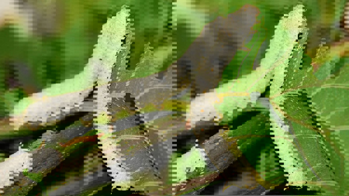 ابتكار ينتج حرير دودة القز أقوى بـ 70% مما يصنعه العنكبوت

