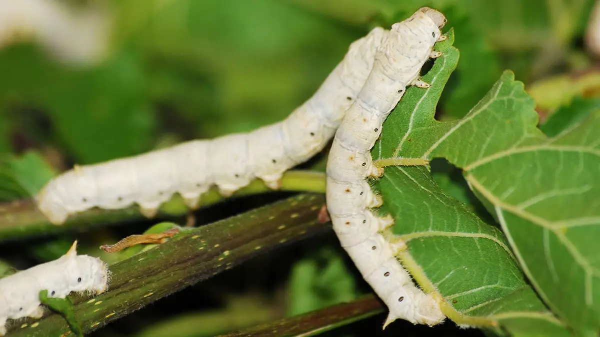 ابتكار ينتج حرير دودة القز أقوى بـ 70% مما يصنعه العنكبوت

