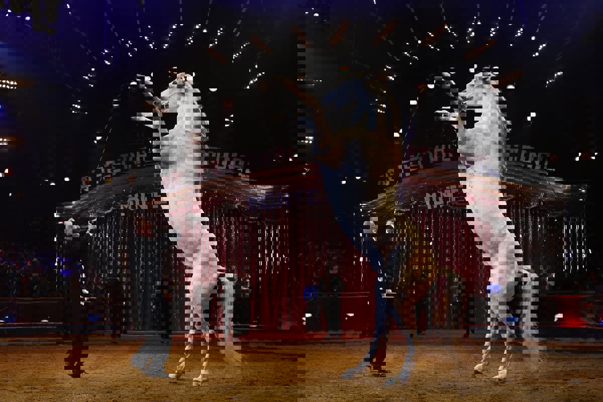 رحيل عميد سيرك الفروسية أليكسي غروس (صور)