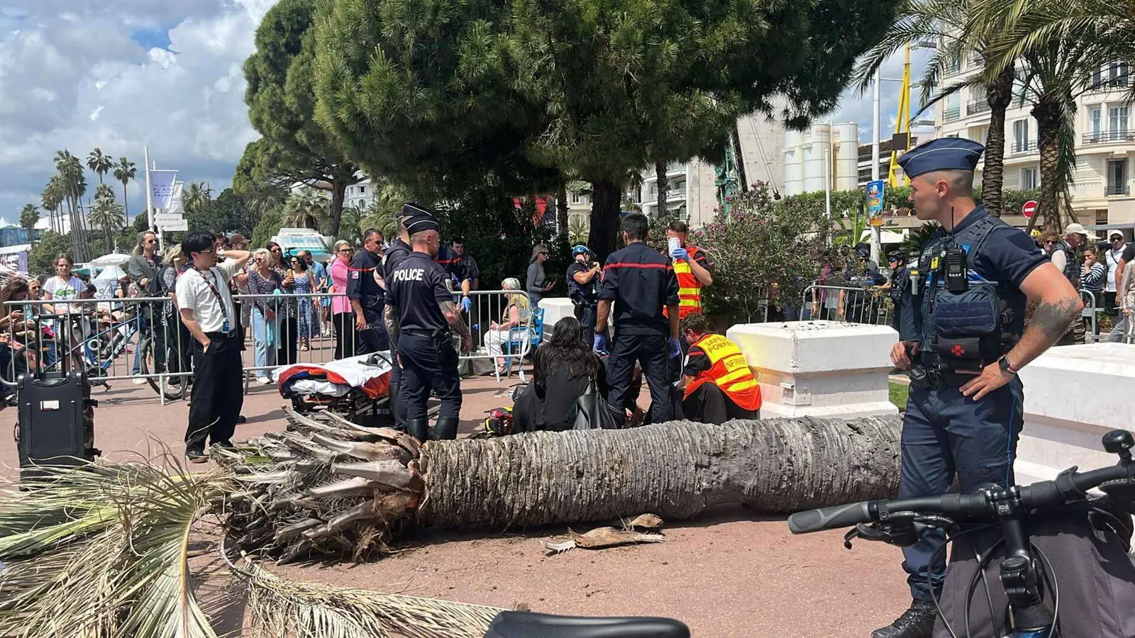 سقوط نخلة على أحد ضيوف مهرجان كان.. ما القصة؟ (صور)