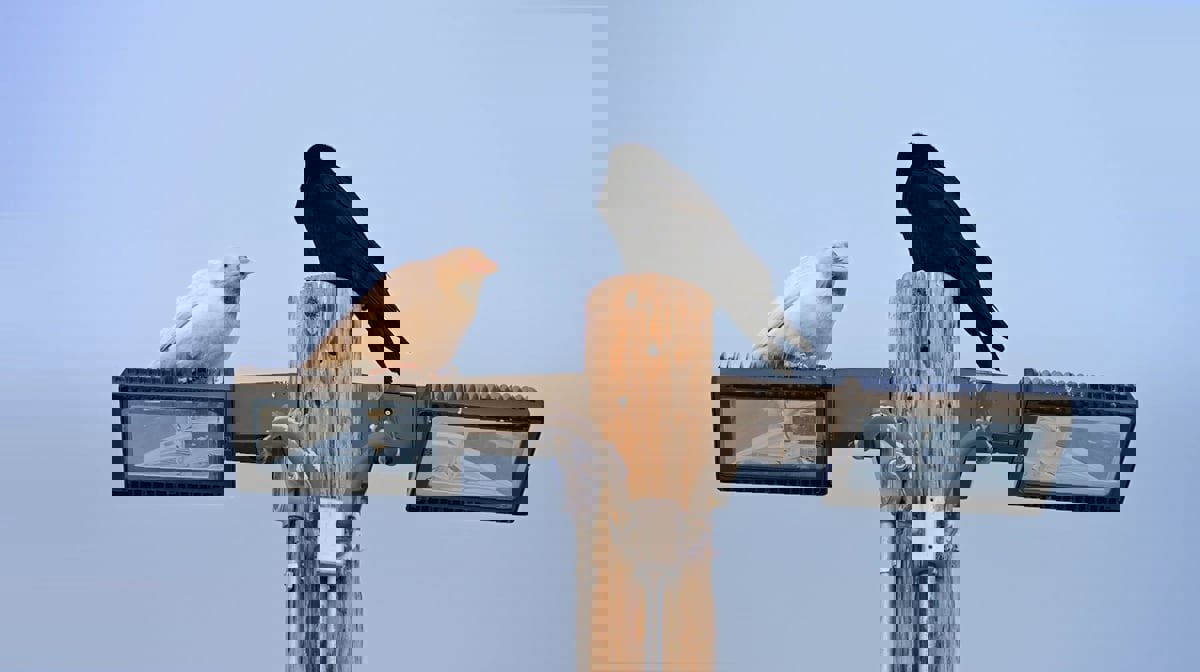 هل شاهدت سابقاً غراباً أبيض اللون؟ (صور وفيديو)