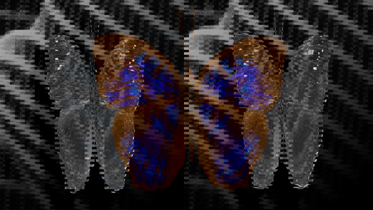 تقنية واعدة لصنع شاشات ملونة استنادا إلى "مبدأ الفراشة"