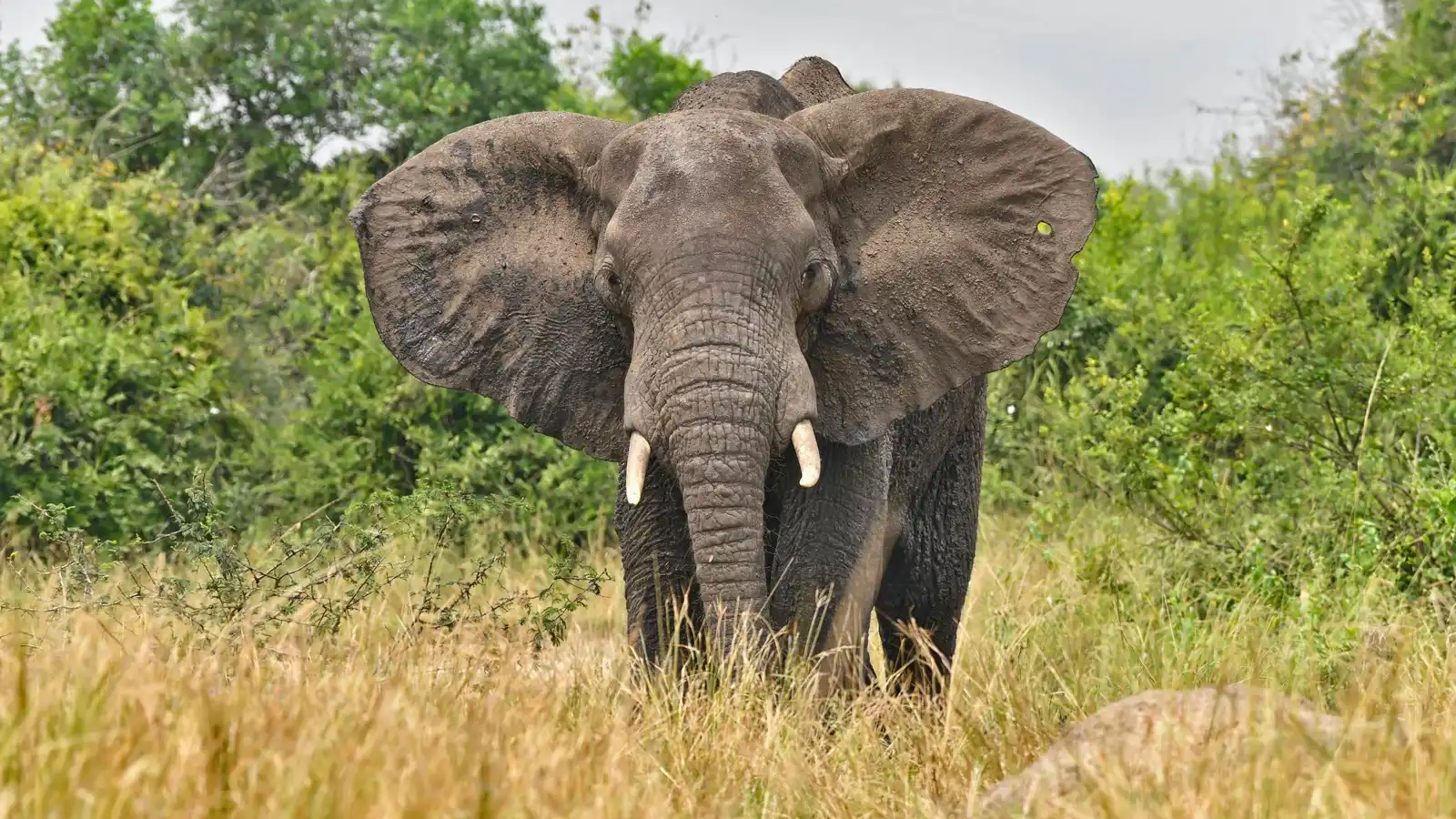 نجا بأعجوبة.. فيل غاضب يدهس رجلًا في الهند (فيديو)