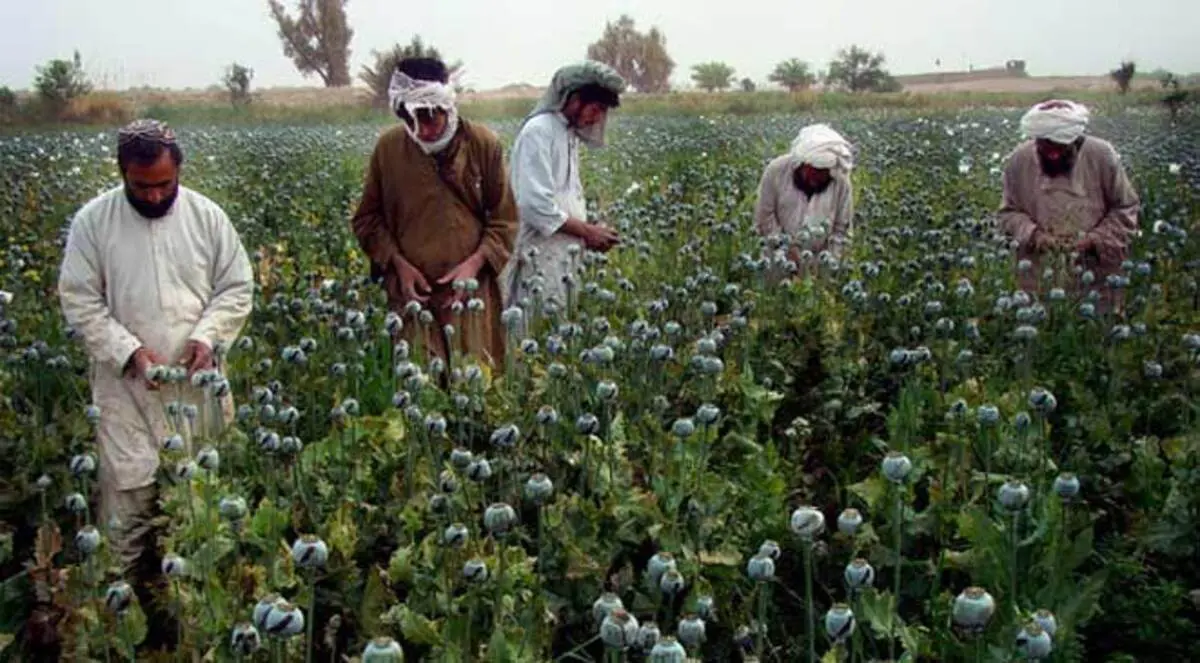 واشنطن تفشل في حربها على الأفيون الأفغاني