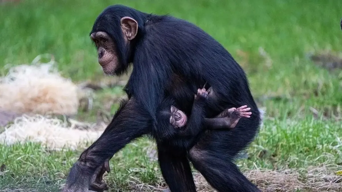 ولادة أحد أندر أنواع الشمبانزي في العالم 

