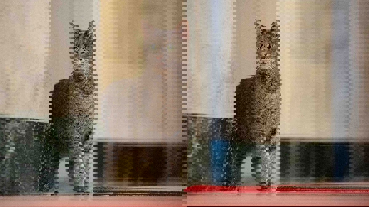 القطة "ويلو" تنضم لأسرة بايدن في البيت الأبيض