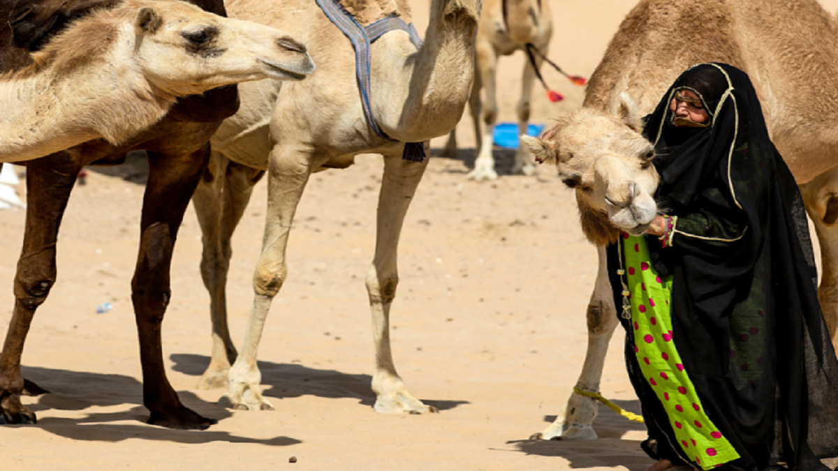 بطلب من الإمارات وسلطنة عمان.. اليونسكو تدرج سباق الهجن ضمن التراث الثقافي غير المادي
