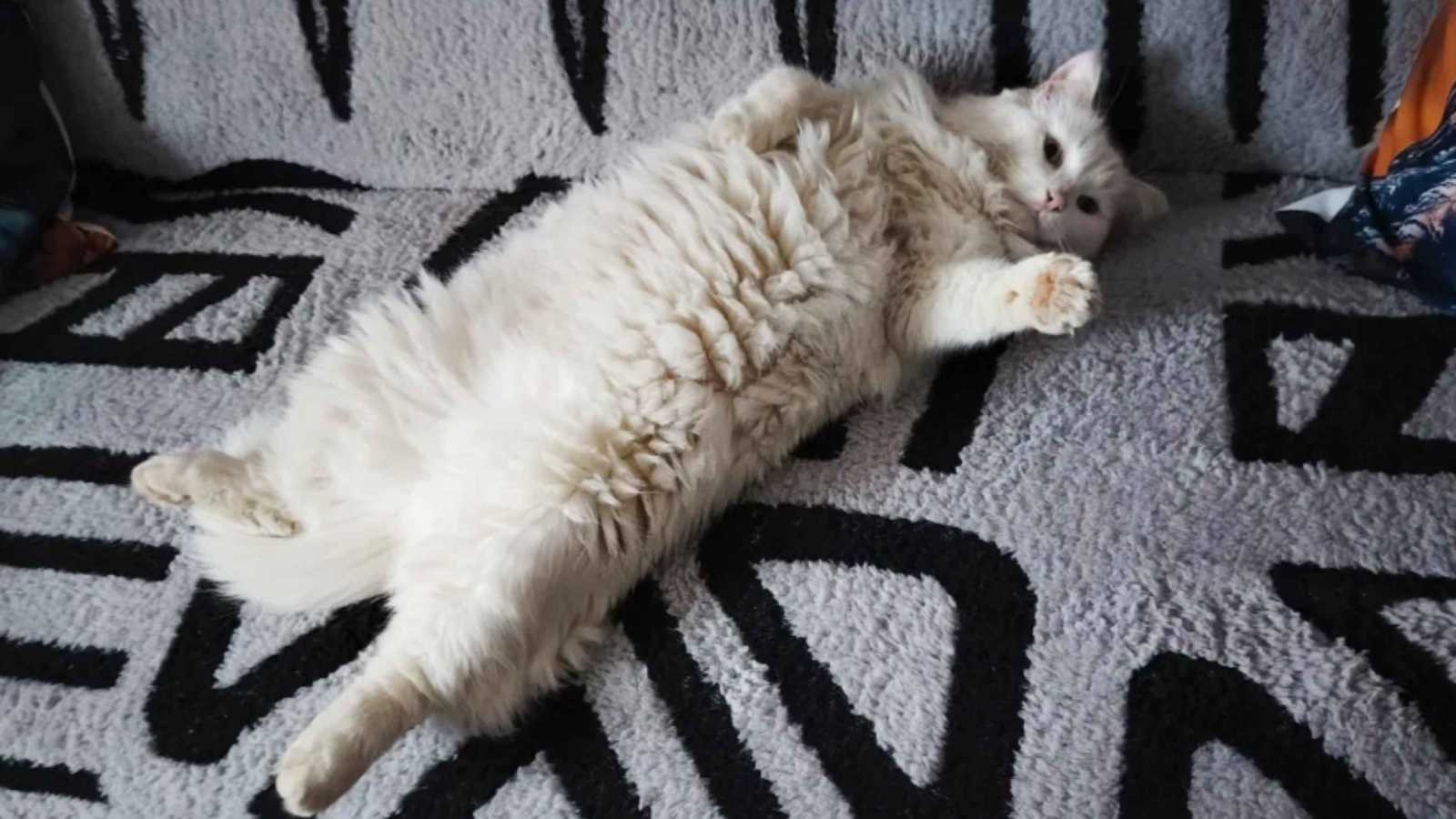 نزاع قضائي غريب في فرنسا.. جارتان تتصارعان على ملكية "قط" 