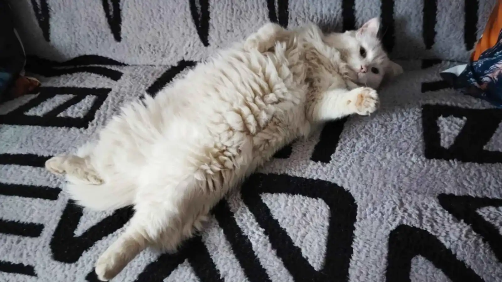 نزاع قضائي غريب في فرنسا.. جارتان تتصارعان على ملكية "قط"