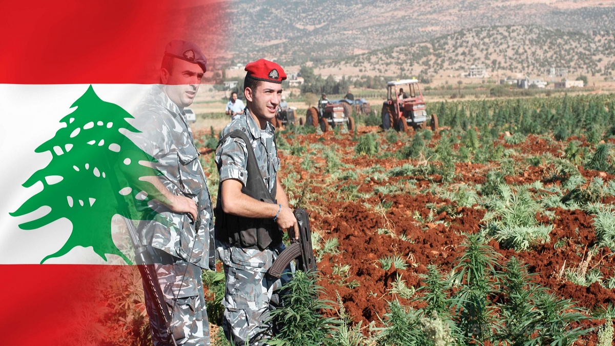 البرلمان اللبناني يقر زراعة "القنب الهندي"‎ لإنقاذ الاقتصاد