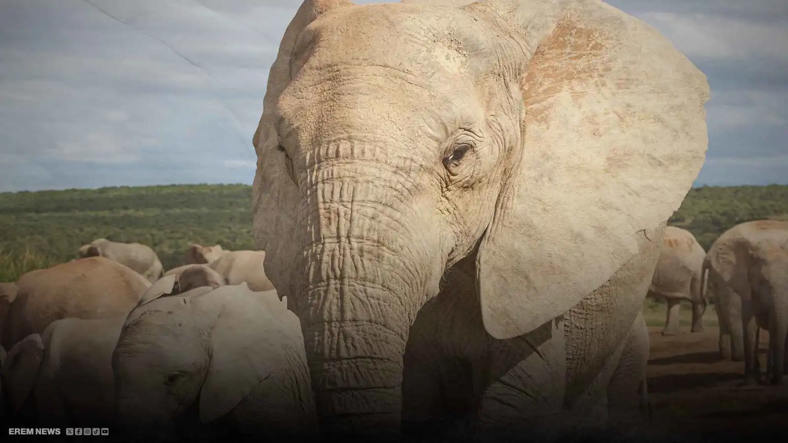 اجتياح من الغابة.. أفيال برية في إندونيسيا تجبر الجيش على التحرك (فيديو إرم)