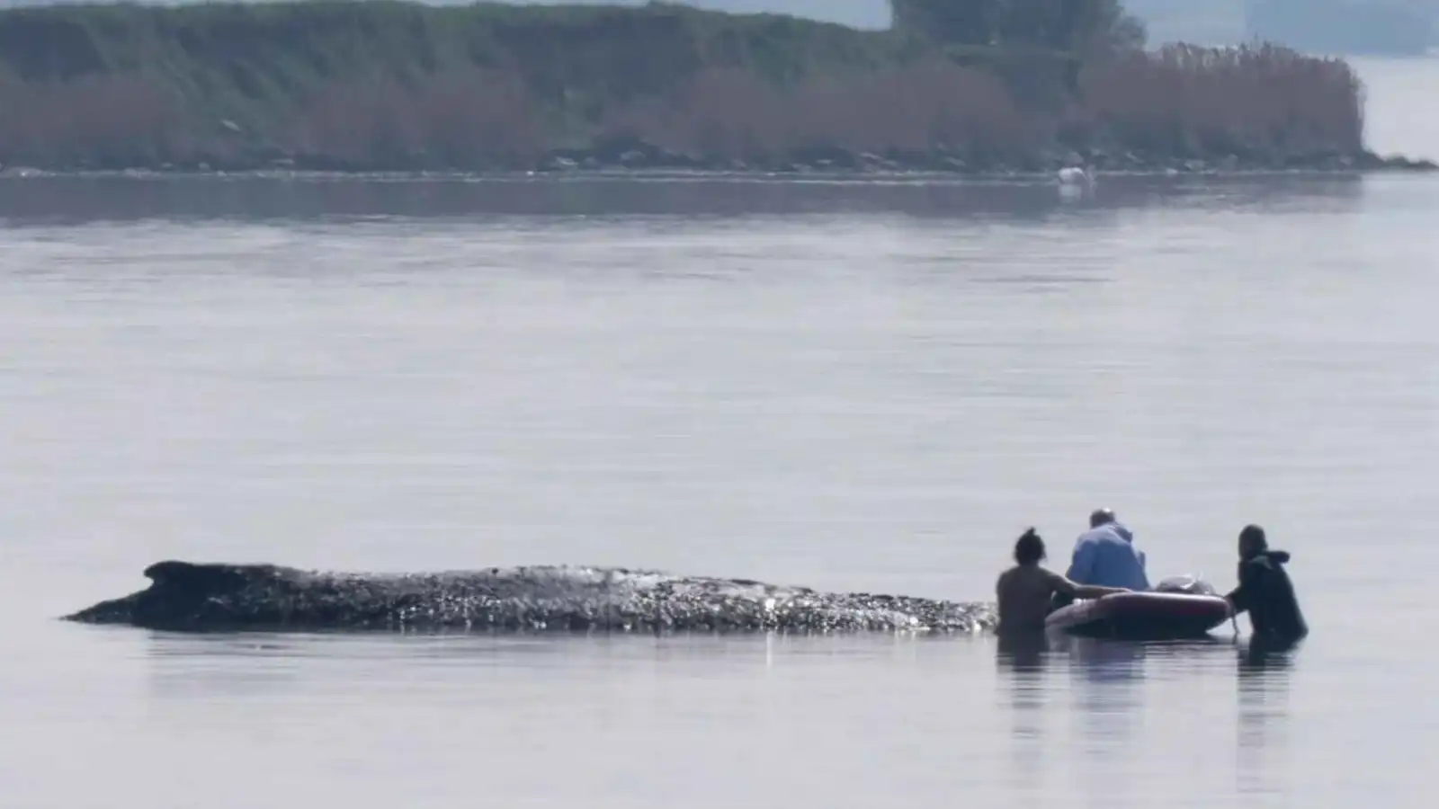 تفاصيل خطة إنقاذ الحوت الأحدب العالق في خليج "فيسمار" رغم التحذيرات