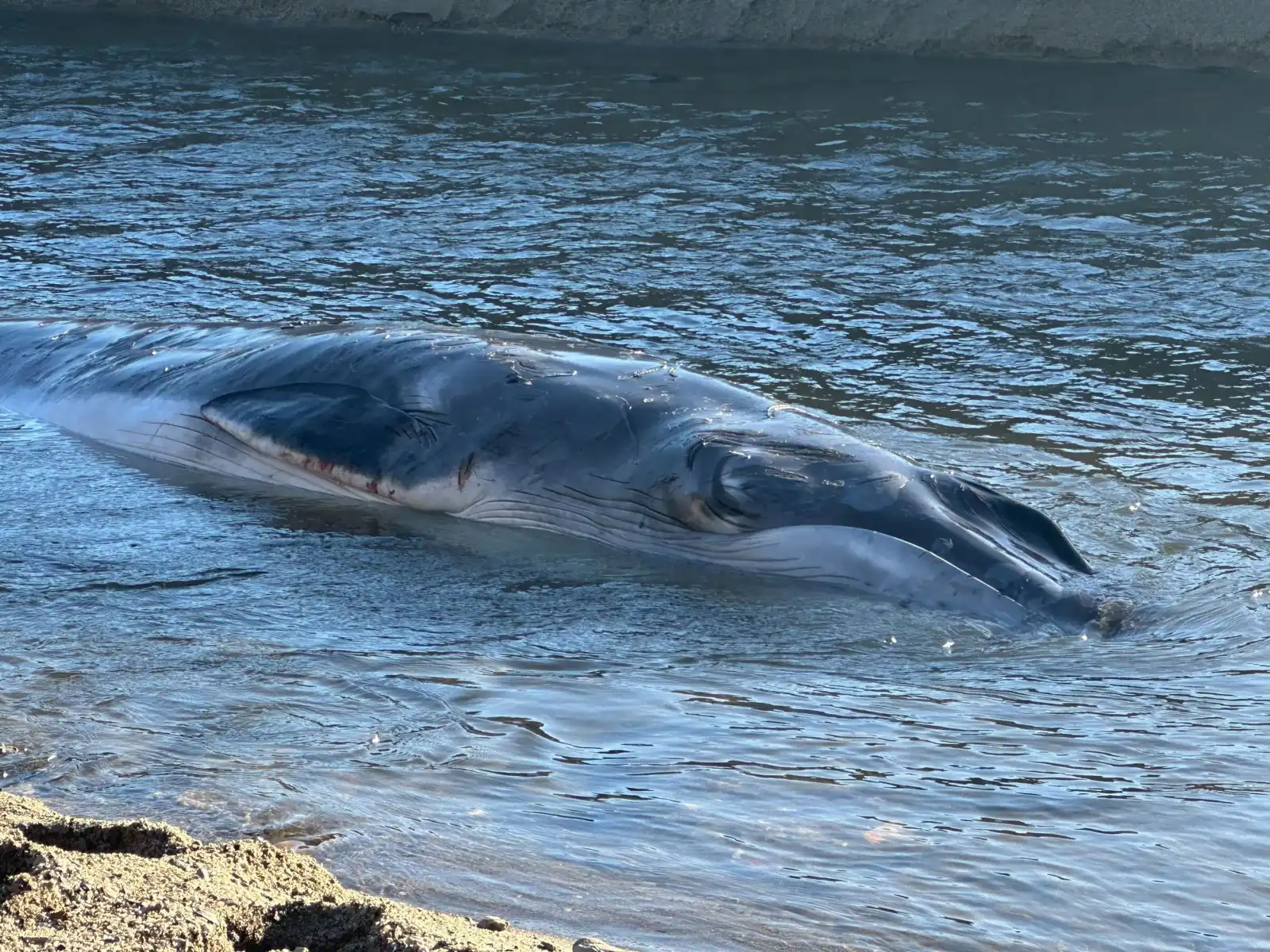 حوت زعنفي صغير