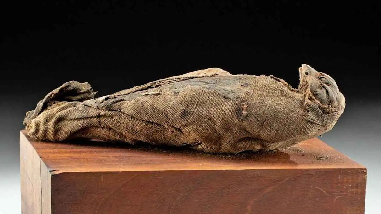 مومياء طائر - تعبيرية