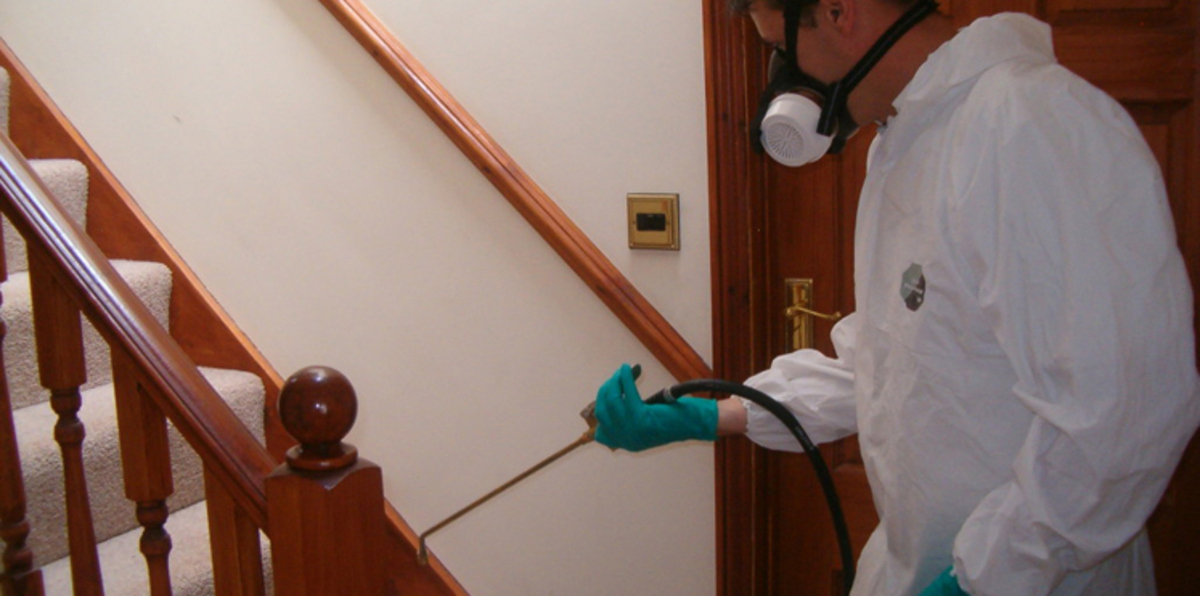 هل تصبح الحشرات جزءًا أساسيًا من غذاء الإنسان في المستقبل؟