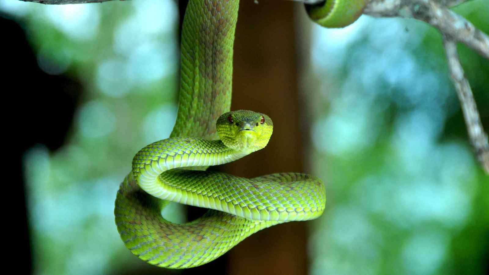 فلبيني يثير الجدل باستخدام لدغات الأفاعي لعلاج الأمراض (فيديو)