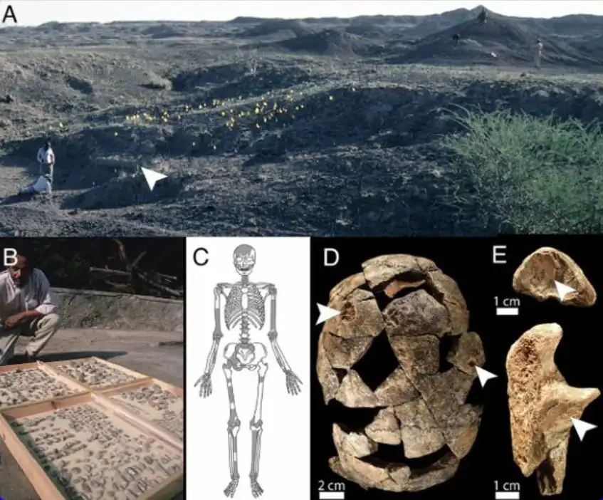 من الحفريات المكتشفة 