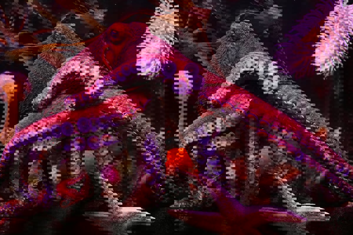 ما حقيقة الأخطبوط العملاق على شواطئ إندونيسيا؟ 