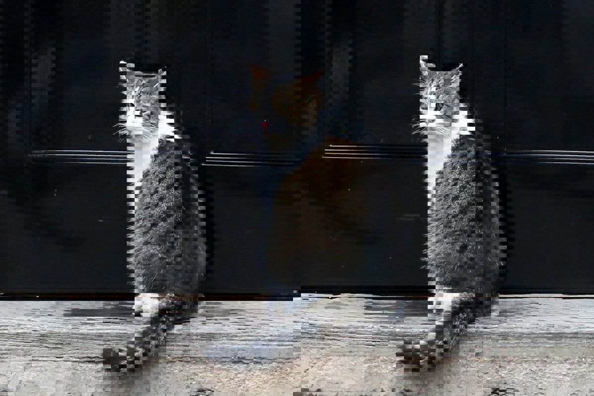 "القط لاري" يستعد لاستقبال رئيس الوزراء البريطاني الجديد في مقرّه