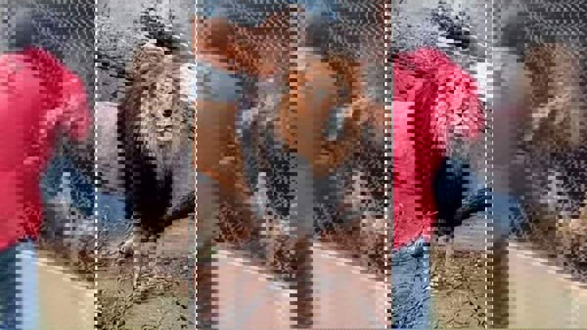 عامل يخسر إصبعه بسبب المزاح مع أسد (فيديو)