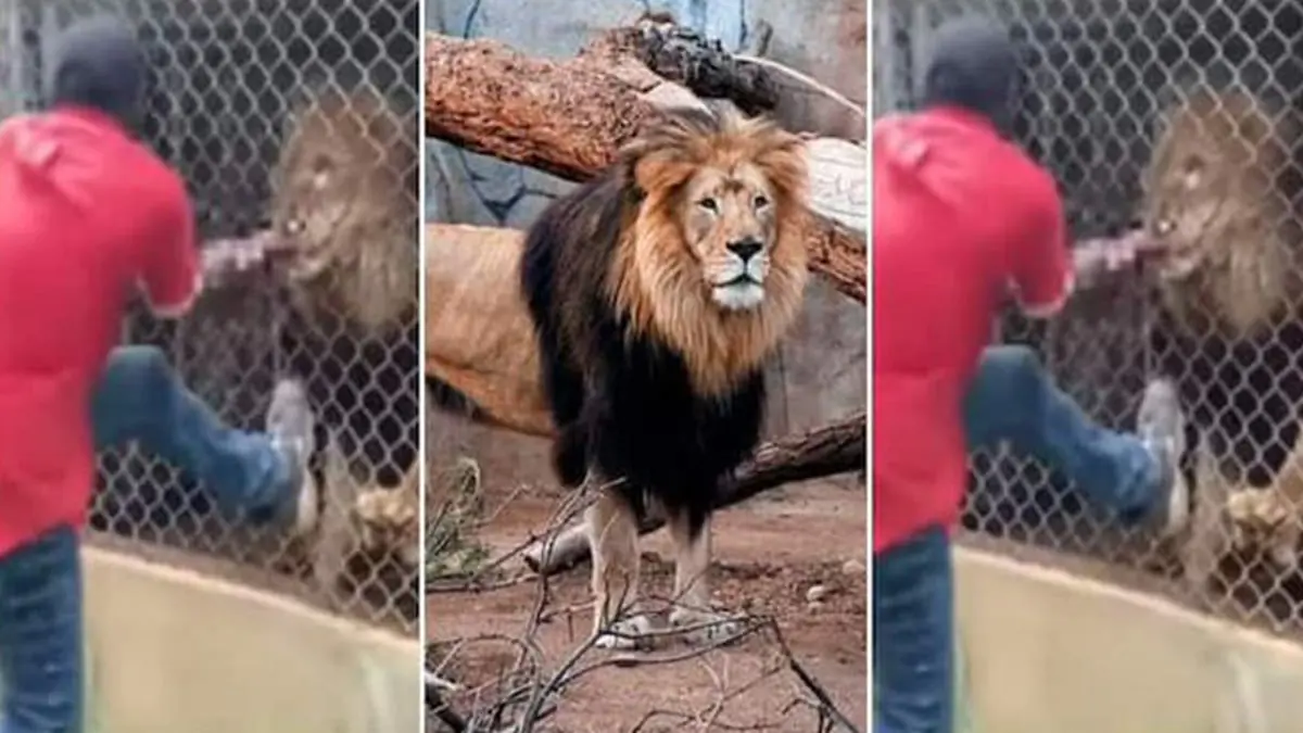 عامل يخسر إصبعه بسبب المزاح مع أسد (فيديو)