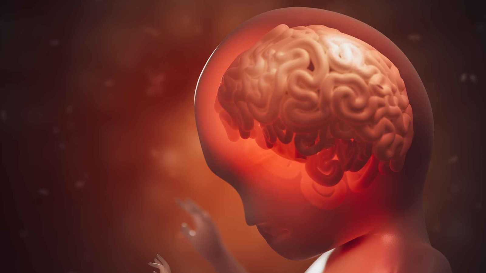 الميكروبات تبدأ مبكرا.. كيف تؤثر بكتيريا الأمعاء على دماغ الجنين؟