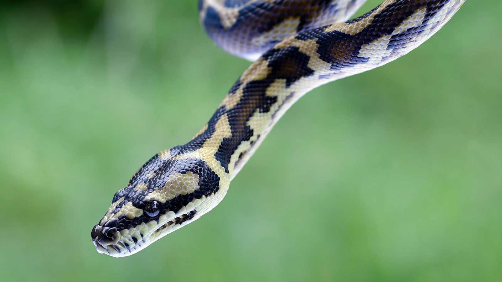 كيف تنجو الثعابين من برد الشتاء؟