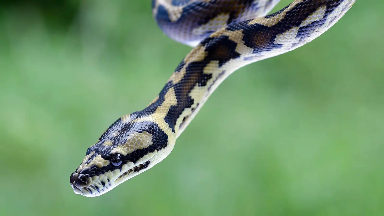 كيف تنجو الثعابين من برد الشتاء؟