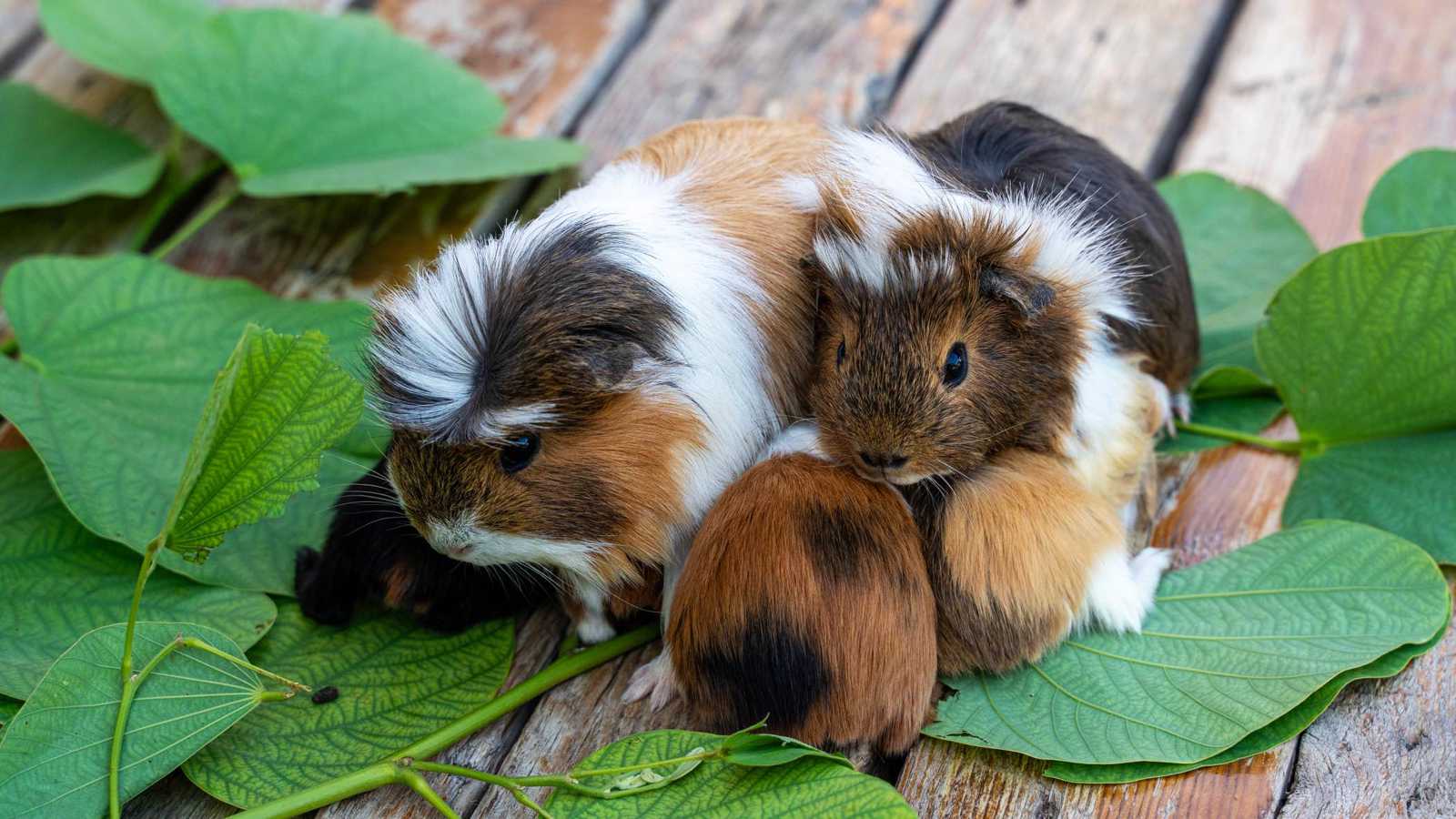 إنقاذ أكثر من 400 أرنب هندي من منزل في لوس أنجلوس (صور)