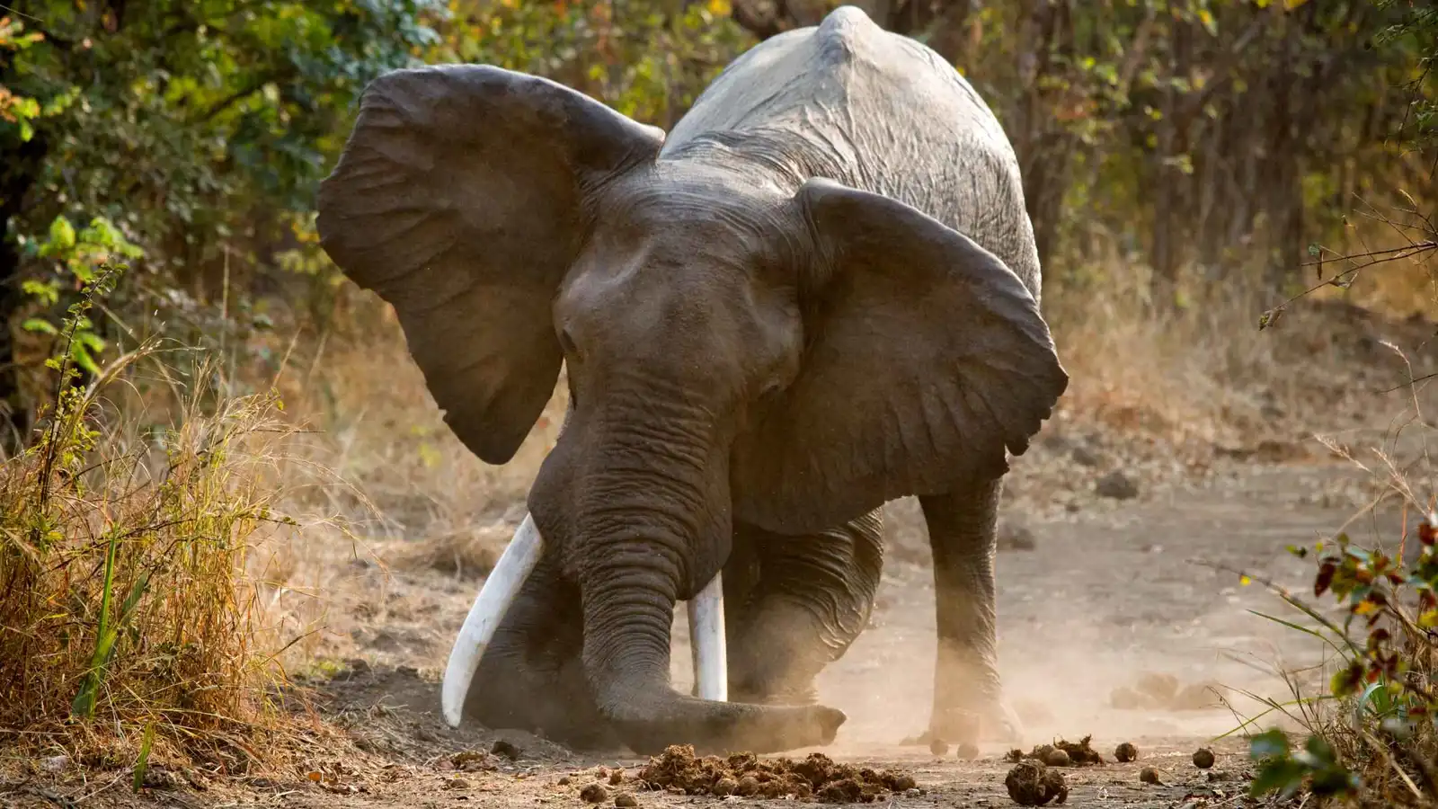 فيل يقتل 22 ويجبر السكان على النوم فوق الأسطح (فيديو)