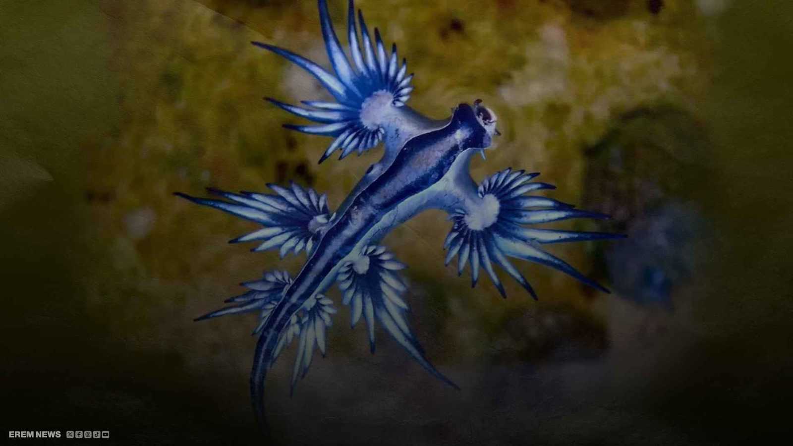 التنين الأزرق يهدد المغرب