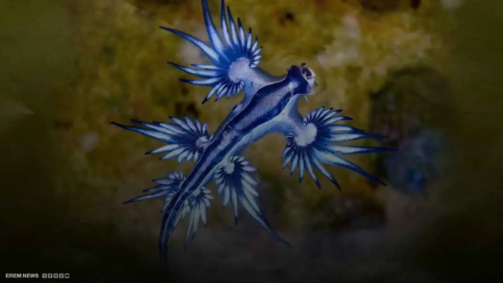 التنين الأزرق يهدد المغرب