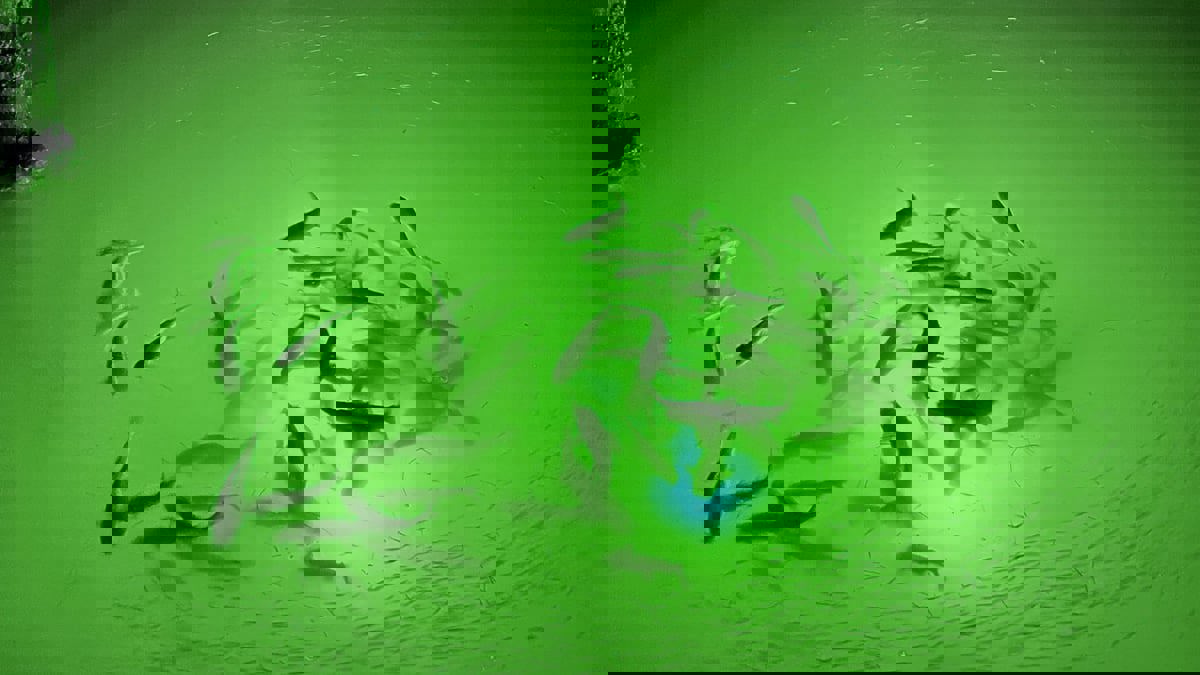 تقنية لإنارة "الشباك" تقلل أخطاء الصيد