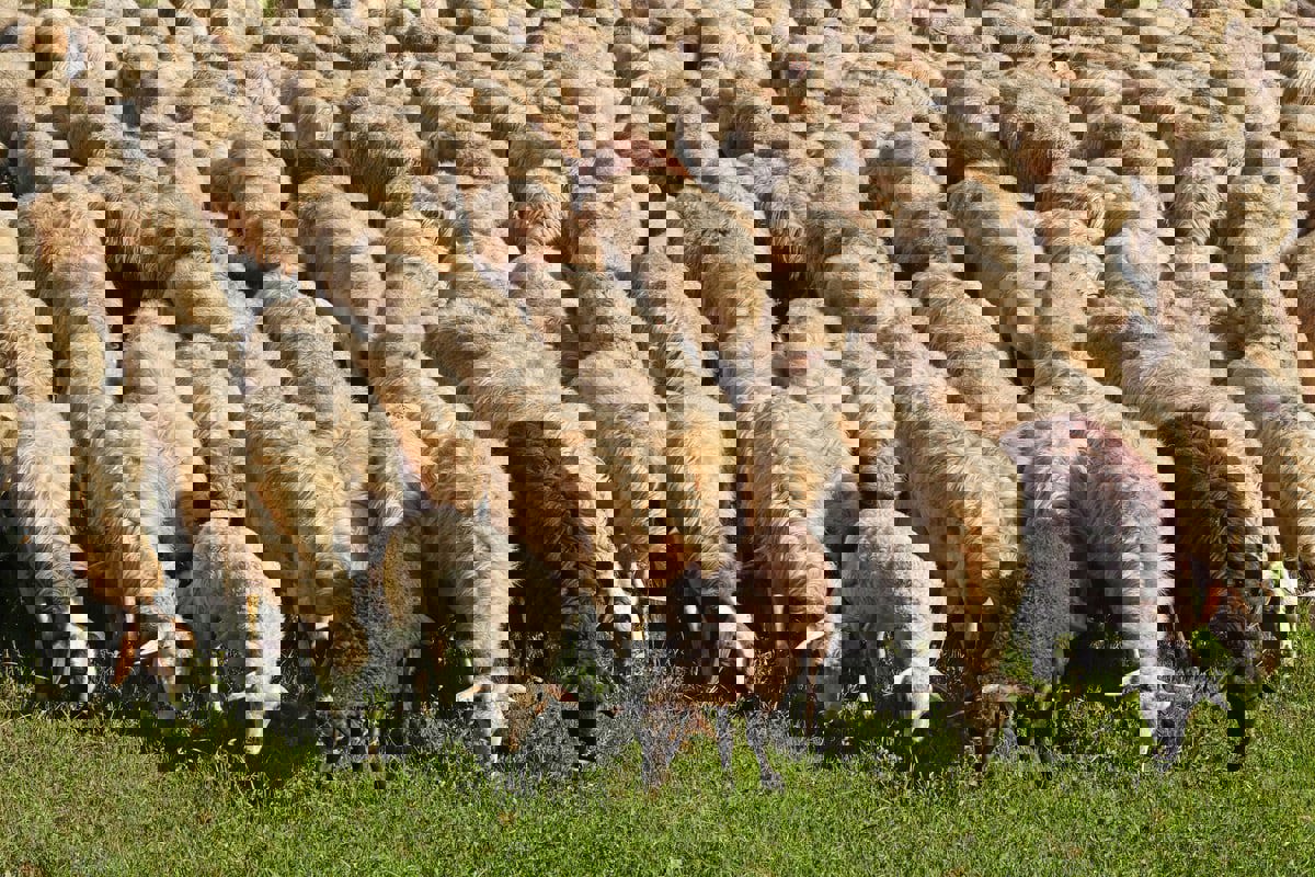 عمليات تجميل وبوتوكس للخراف في سوريا
