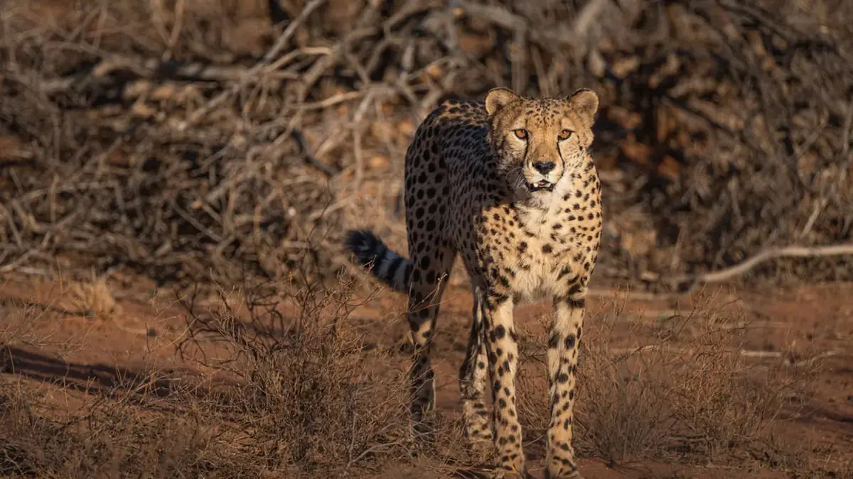عودة الفهود إلى الهند بعد غياب دام 70 عاما